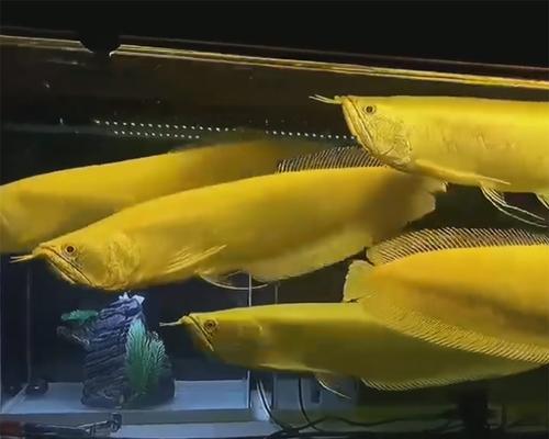 以银龙喂养的鱼类上浮繁荣（饲养银龙，助您打造绚丽的水族世界） - 新生家伴