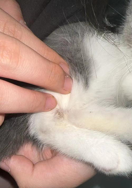 猫咪绝育对粘人度的影响（探究猫咪绝育后是否会更加亲人的现象及其原因）(图2)