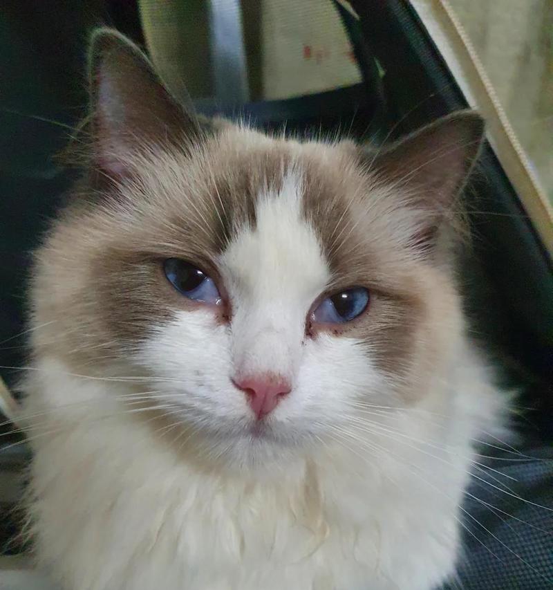 猫咪眼睛中的白色长条黏状物——秘密揭示(图1)