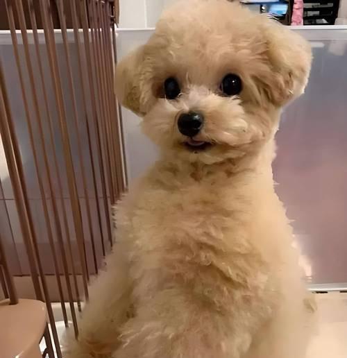 探索世界上最高瘦的狗品种（揭秘最高瘦狗品种的外貌和特征）(图1)