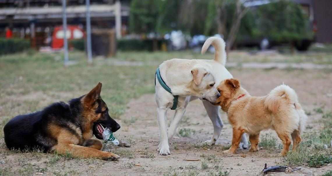 狗狗水土不服的原因及应对方法（了解狗狗水土不服的关键因素，为其提供适当的环境和护理）(图3)