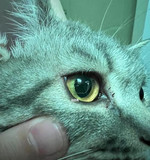 猫咪眼睛中的白色长条黏状物——秘密揭示(图4)