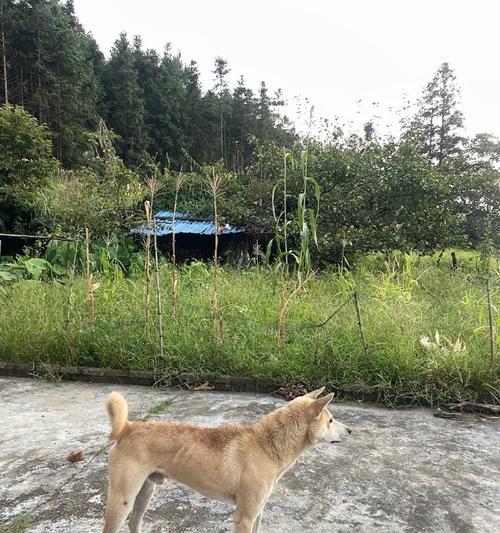 探索世界上最高瘦的狗品种（揭秘最高瘦狗品种的外貌和特征）(图2)