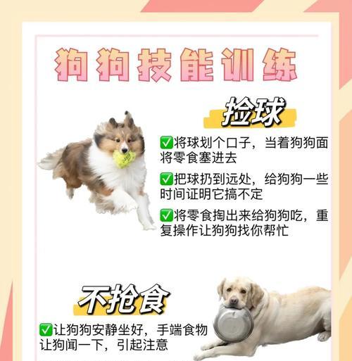 如何训练你的狗狗掌握技能（培养宠物狗的多种技能，提升亲密度与智力）(图1)