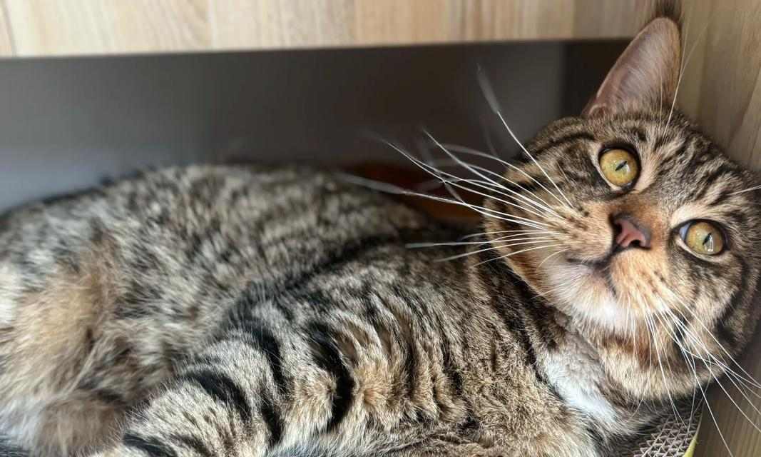 猫咪绝育对粘人度的影响（探究猫咪绝育后是否会更加亲人的现象及其原因）(图1)