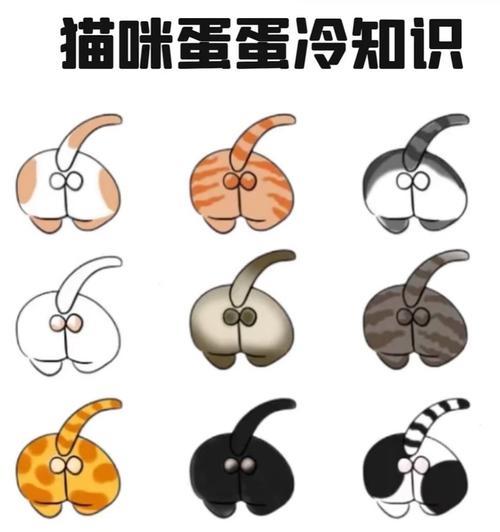 猫咪绝育对粘人度的影响（探究猫咪绝育后是否会更加亲人的现象及其原因）(图3)