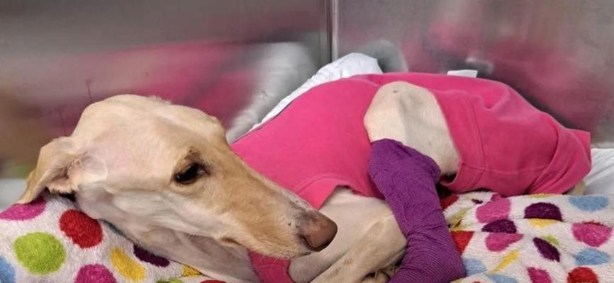 探索世界上最高瘦的狗品种（揭秘最高瘦狗品种的外貌和特征）(图3)