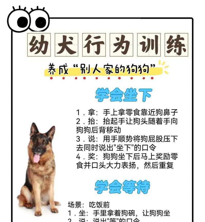 如何训练你的狗狗掌握技能（培养宠物狗的多种技能，提升亲密度与智力）(图3)