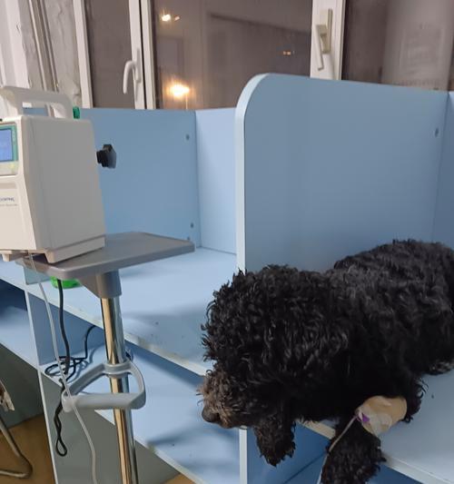 狗狗胰腺炎死亡临死症状解析（了解狗狗胰腺炎临死前的表现与处理方法）(图3)