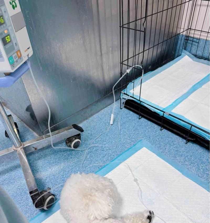 狗狗胰腺炎死亡临死症状解析（了解狗狗胰腺炎临死前的表现与处理方法）(图1)