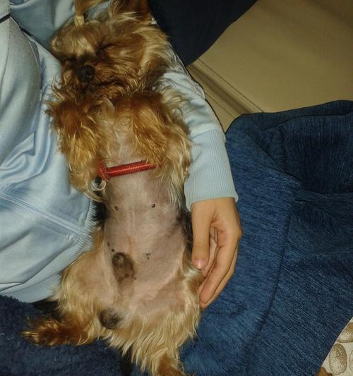 狗狗胰腺炎死亡临死症状解析（了解狗狗胰腺炎临死前的表现与处理方法）(图2)