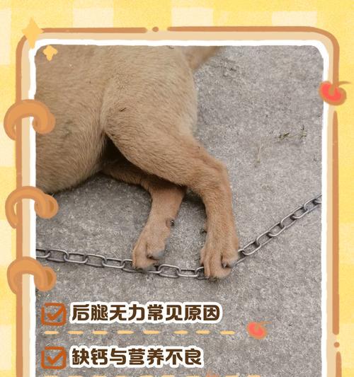 狗狗不一定缺钙！正确了解补钙需求（解读狗狗的补钙迷思与正确的饮食安排）(图2)