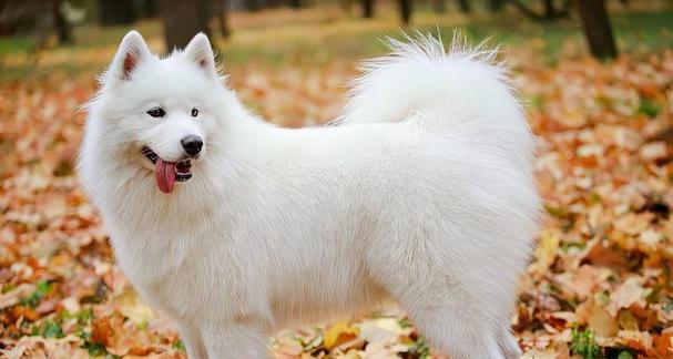 巨型白色狗的壮丽存在（探寻大白狗的魅力与特点）(图1)