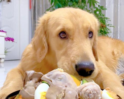 狗狗水土不服的原因及应对方法（了解狗狗水土不服的关键因素，为其提供适当的环境和护理）(图1)