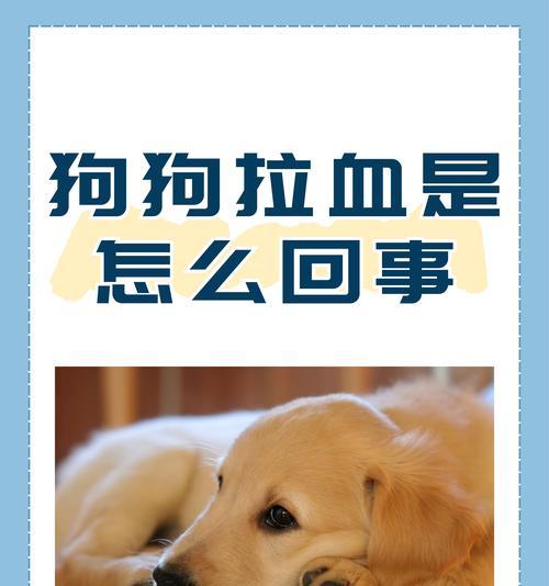 小狗如厕问题解决方案（教你如何处理刚买的小狗拉屎的问题）(图3)