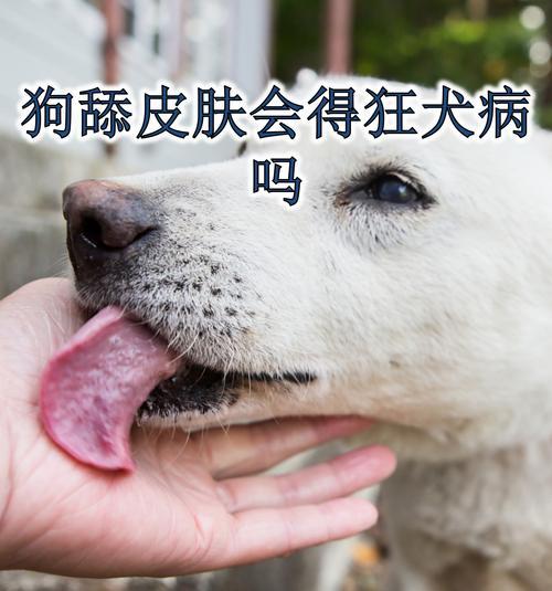 狗狗水土不服的原因及应对方法（了解狗狗水土不服的关键因素，为其提供适当的环境和护理）(图2)