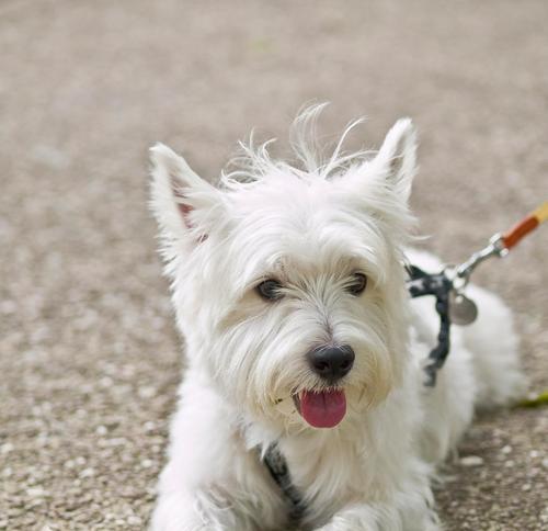 巨型白色狗的壮丽存在（探寻大白狗的魅力与特点）(图2)