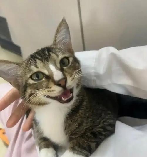 夜晚中猫咪的神秘行为（探究猫咪对着某个地方长时间叫唤的原因）(图1)