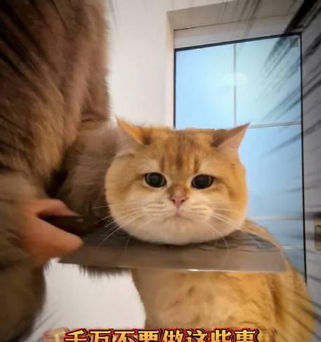 猫咪抑郁的症状及处理方法（了解猫咪抑郁的迹象，保持它们的幸福）(图2)