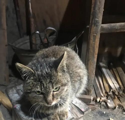 猫咪抑郁的症状及处理方法（了解猫咪抑郁的迹象，保持它们的幸福）(图1)