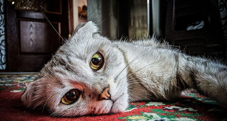 猫咪抑郁的症状及处理方法（了解猫咪抑郁的迹象，保持它们的幸福）(图3)