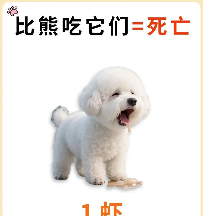 比熊的饮食清单大公开（探秘比熊最喜欢的食物，帮助你了解如何科学喂养你的宠物）(图2)
