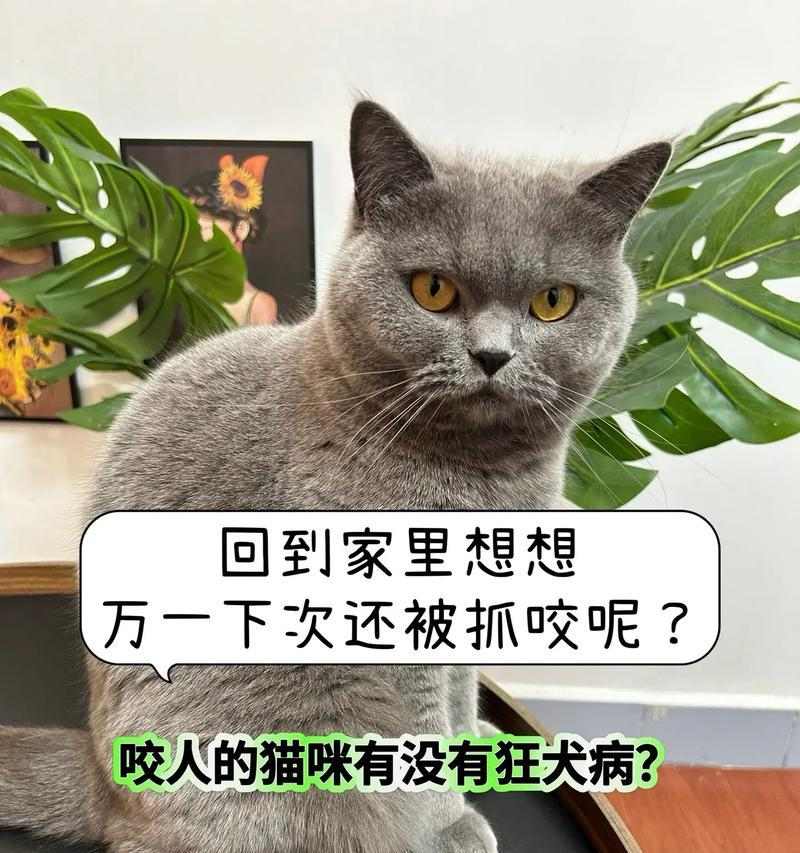 猫的生存困境（猫面临哪些捕食威胁？猫vs.自然界）(图1)
