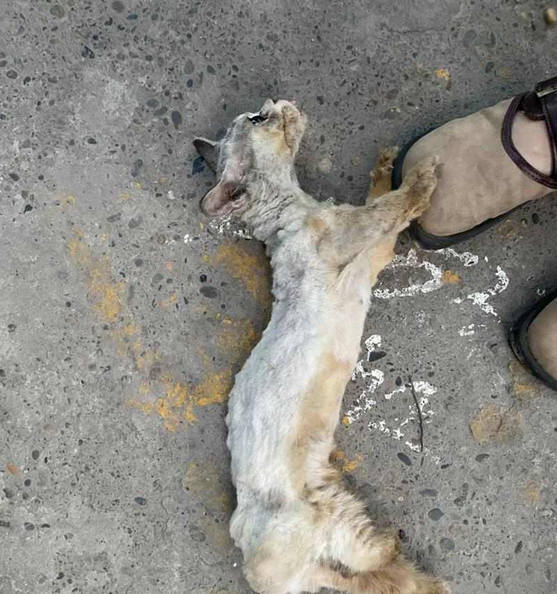 猫的生存困境（猫面临哪些捕食威胁？猫vs.自然界）(图3)