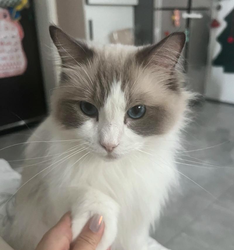 让猫喜欢使用猫砂的秘诀（培养猫咪使用猫砂的好习惯）(图3)