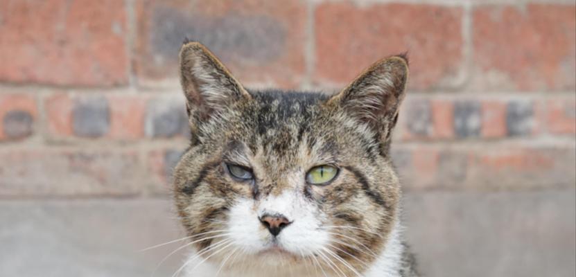 小奶猫从桌子上摔下来的惊险一刻（可爱小奶猫的失足瞬间让人捏了一把冷汗）(图1)