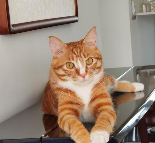 谢霆锋与他的“猫奴”生活（从猫奴到猫爸，谢霆锋与他养的猫的温馨故事）(图1)