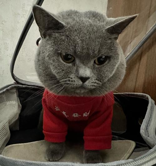 谢霆锋与他的“猫奴”生活（从猫奴到猫爸，谢霆锋与他养的猫的温馨故事）(图2)