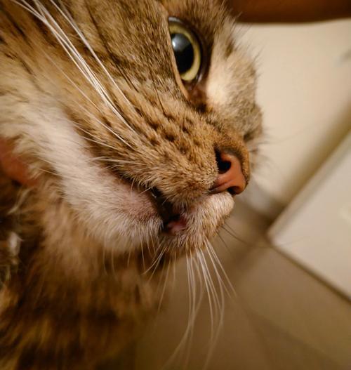 猫咪口腔溃疡（探索如何给你的爱猫喷洒药物，治疗和预防口腔溃疡）(图3)