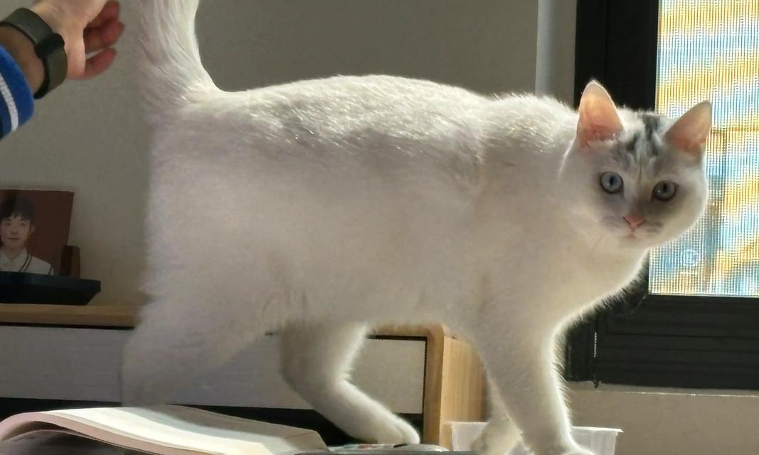 谢霆锋与他的“猫奴”生活（从猫奴到猫爸，谢霆锋与他养的猫的温馨故事）(图3)