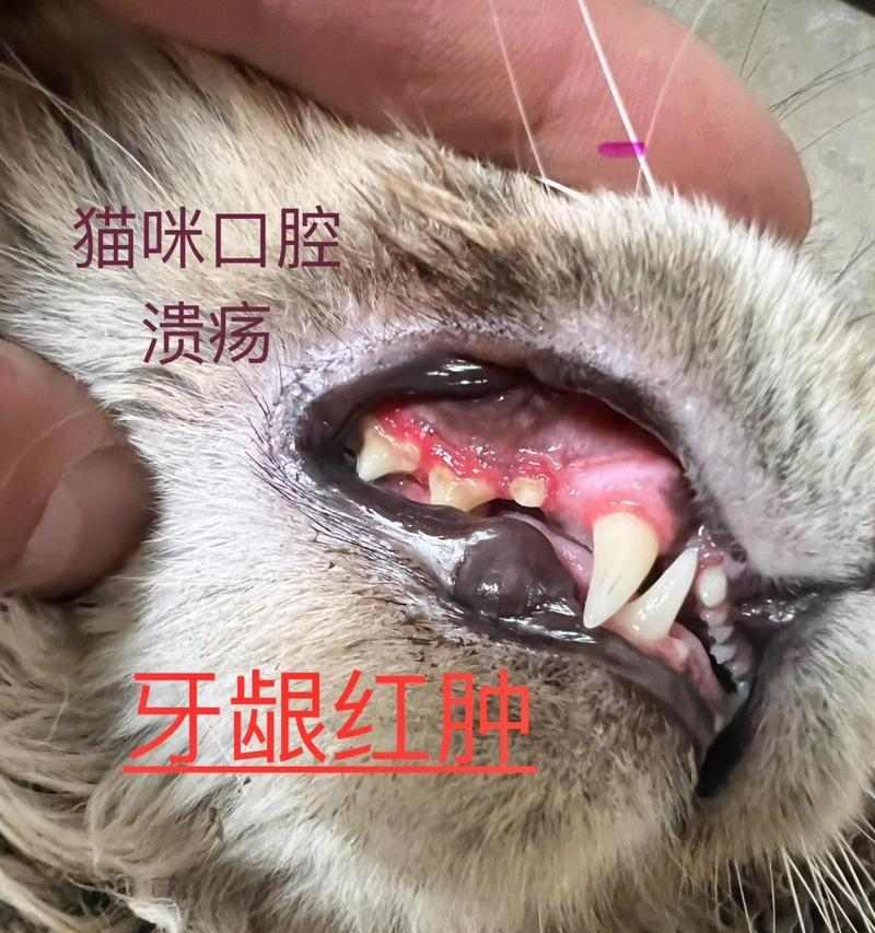 猫咪口腔溃疡（探索如何给你的爱猫喷洒药物，治疗和预防口腔溃疡）(图1)