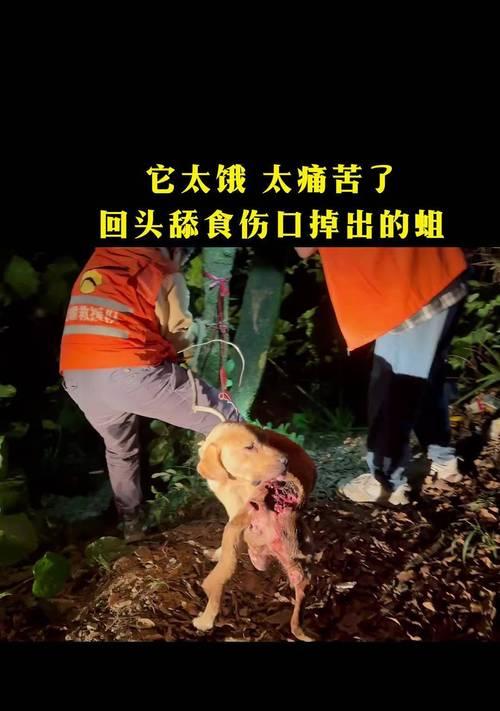 探讨拉布拉多咬人行为的原因与解决方法（拉布拉多咬人行为分析及正确引导方法）(图1)