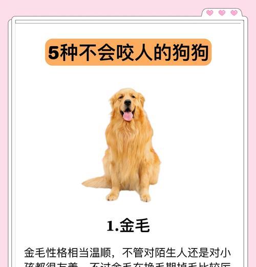 探讨拉布拉多咬人行为的原因与解决方法（拉布拉多咬人行为分析及正确引导方法）(图3)