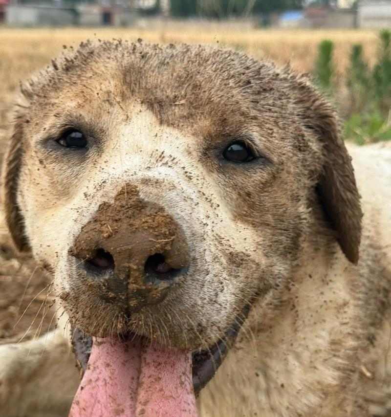 探讨拉布拉多咬人行为的原因与解决方法（拉布拉多咬人行为分析及正确引导方法）(图2)