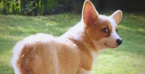 小狗断尾的必要性与方法（为了宠物的健康和安全，断尾是必要的）(图1)