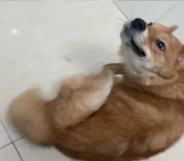 克维舒抗菌病例 | 一例犬跳蚤叮咬性皮炎（FAD）的病例分析(图2)