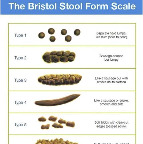 泰迪犬的日常排便频率及健康指导（了解你的宠物）(图2)
