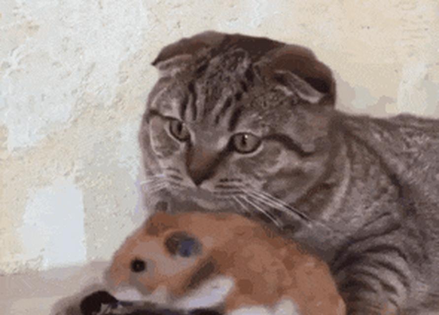 成年猫咪不肯吃食的原因（探究成年猫咪食欲不振的原因及解决方法）(图2)