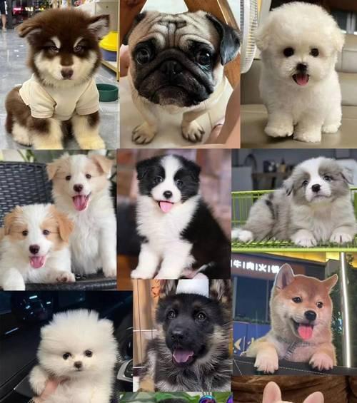 泰迪犬的日常排便频率及健康指导（了解你的宠物）(图3)