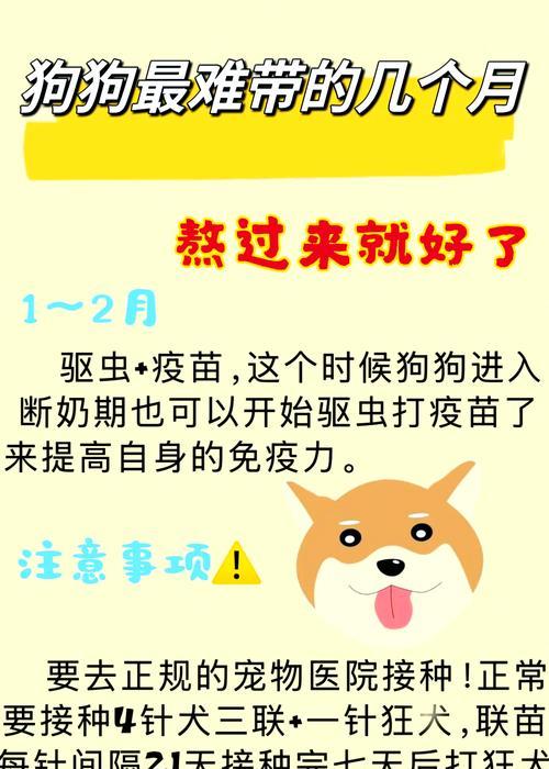 幼犬泰迪打疫苗时间表（宝贝健康，疫苗保障——幼犬泰迪打疫苗时间表及注意事项）(图3)