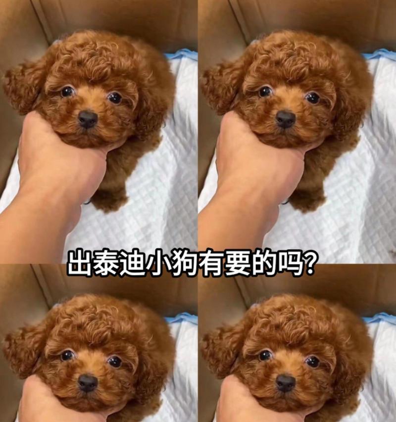 幼犬泰迪打疫苗时间表（宝贝健康，疫苗保障——幼犬泰迪打疫苗时间表及注意事项）(图2)