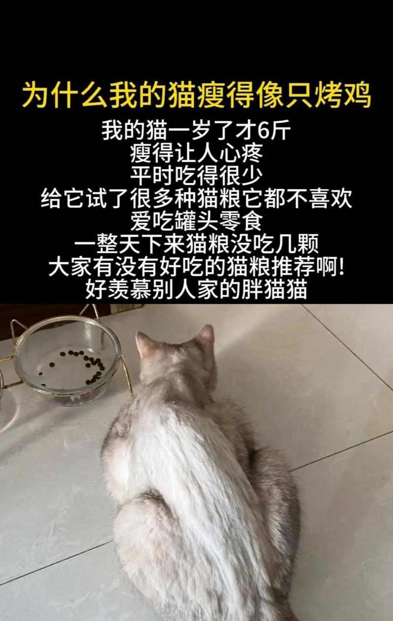 成年猫咪不肯吃食的原因（探究成年猫咪食欲不振的原因及解决方法）(图1)
