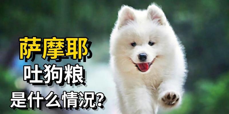 解决萨摩耶不吃狗粮问题的方法（学着自制狗粮，让狗狗营养均衡不挑食）(图2)