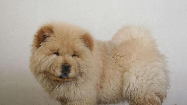 松狮毛色变化的时间和原因（揭秘松狮的毛色变化过程及其影响）(图2)