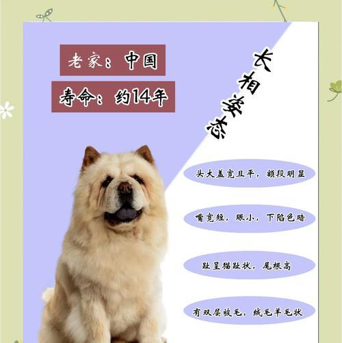 松狮毛色变化的时间和原因（揭秘松狮的毛色变化过程及其影响）(图1)