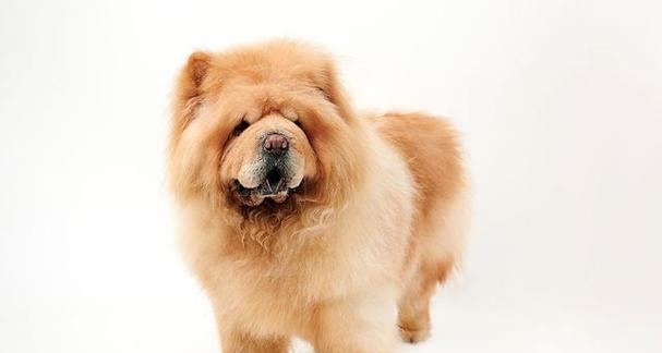 松狮毛色变化的时间和原因（揭秘松狮的毛色变化过程及其影响）(图3)